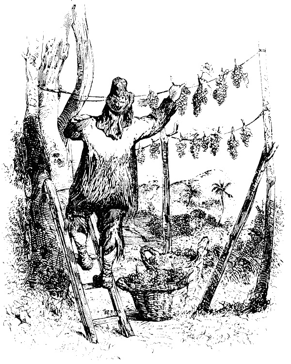robinsonizum